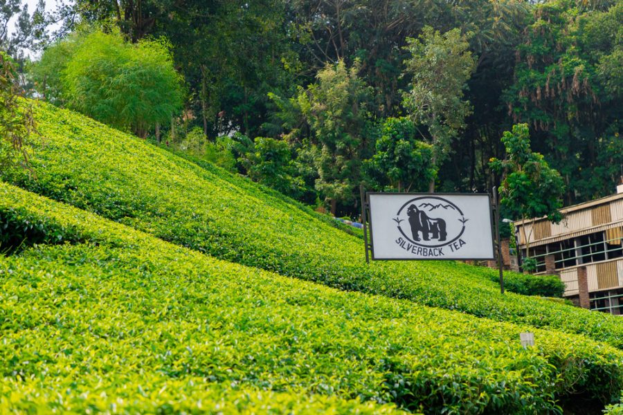 Silverback Tea Company Uplifts Over 11,000 Rwandan Tea Farmers from Isolation